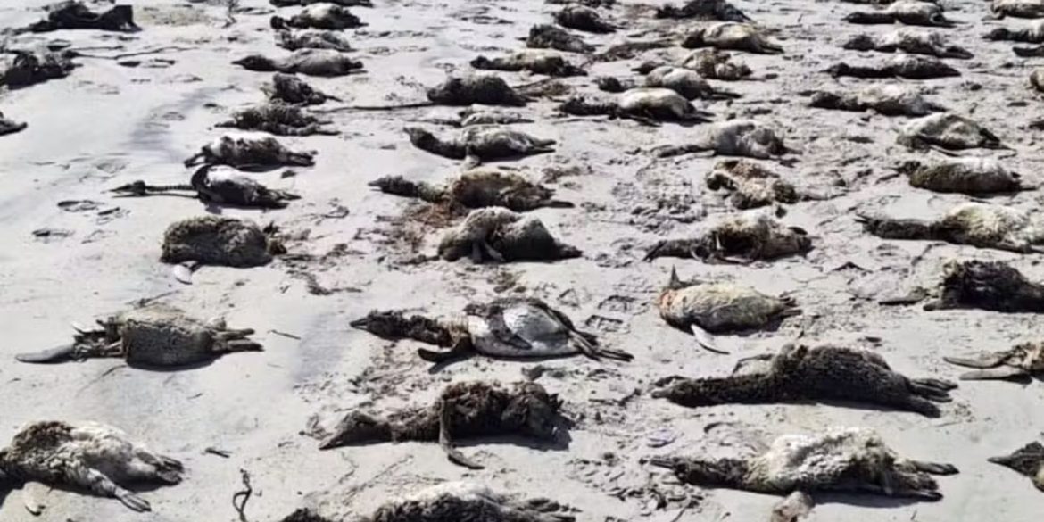 mais-de-700-pinguins-sao-encontrados-mortos-no-litoral-de-sao-paulo mais-de-700-pinguins-sao-encontrados-mortos-no-litoral-de-sao-paulo
