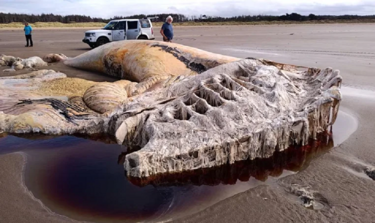 carcaca-de-segunda-maior-especie-de-baleia-do-mundo-e-encontrada-em-praia-do-reino-unido carcaca-de-segunda-maior-especie-de-baleia-do-mundo-e-encontrada-em-praia-do-reino-unido