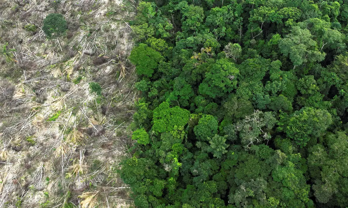em-40-anos,-amazonia-perdeu-area-de-vegetacao-do-tamanho-da-franca em-40-anos,-amazonia-perdeu-area-de-vegetacao-do-tamanho-da-franca