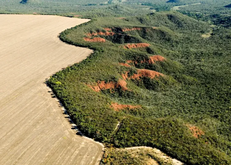 dossie-denuncia-ecogenocidio-no-cerrado-com-conivencia-do-estado-e-avanco-do-agronegocio dossie-denuncia-ecogenocidio-no-cerrado-com-conivencia-do-estado-e-avanco-do-agronegocio