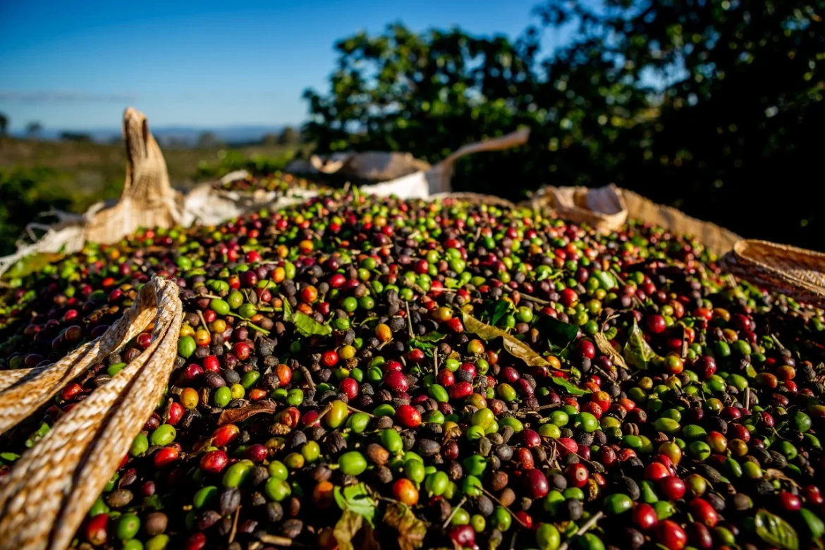 apesar-do-recuo-em-setembro,-preco-do-cafe-deve-subir-ate-15%-nos-supermercados apesar-do-recuo-em-setembro,-preco-do-cafe-deve-subir-ate-15%-nos-supermercados