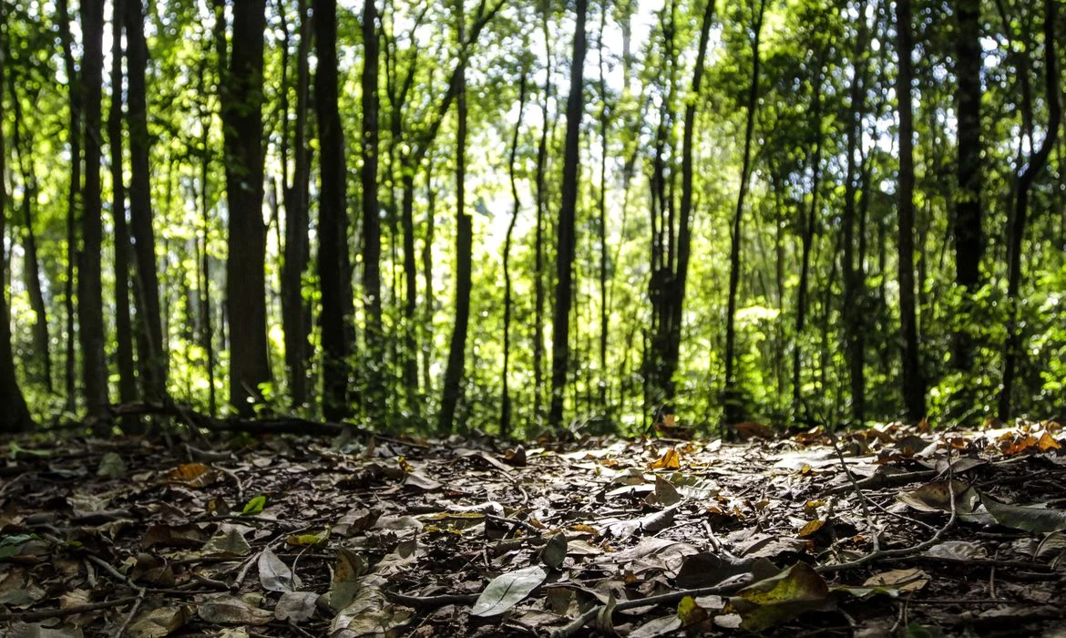 producao-florestal-do-pais-cresce-16,7%-e-chega-a-r$-44,3-bi-em-2024 producao-florestal-do-pais-cresce-16,7%-e-chega-a-r$-44,3-bi-em-2024