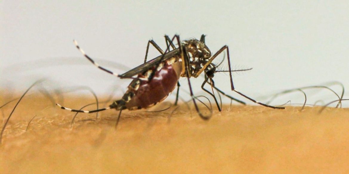 infeccoes-por-aedes-aegypti-elevam-risco-de-complicacoes-no-parto infeccoes-por-aedes-aegypti-elevam-risco-de-complicacoes-no-parto