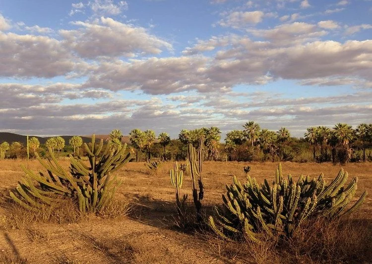caatinga-e-um-dos-biomas-mais-eficientes-na-captura-de-carbono caatinga-e-um-dos-biomas-mais-eficientes-na-captura-de-carbono
