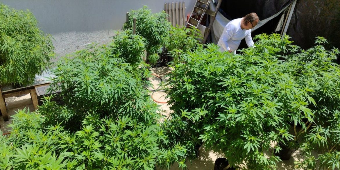 agu-pede-mais-tempo-para-regular-uso-da-cannabis-medicinal agu-pede-mais-tempo-para-regular-uso-da-cannabis-medicinal