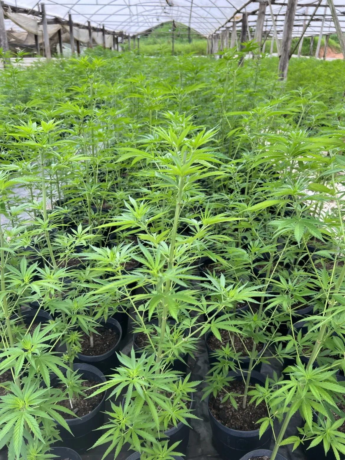 anvisa-nao-cumpre-prazo-para-regulamentar-cultivo-de-canhamo-no-brasil anvisa-nao-cumpre-prazo-para-regulamentar-cultivo-de-canhamo-no-brasil