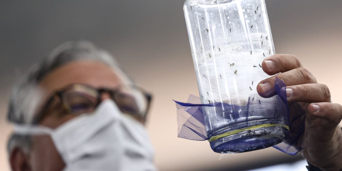 fabrica-de-mosquitos-oferece-tecnologias-para-reducao-da-dengue fabrica-de-mosquitos-oferece-tecnologias-para-reducao-da-dengue