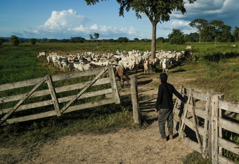 novos-casos-reforcam-elo-entre-trabalho-escravo-e-maiores-frigorificos-do-pais novos-casos-reforcam-elo-entre-trabalho-escravo-e-maiores-frigorificos-do-pais