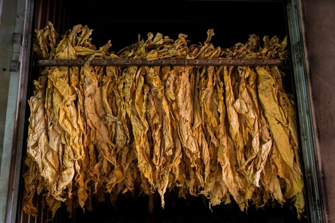 empresa-que-driblou-lista-suja-fornece-para-philip-morris-e-syngenta empresa-que-driblou-lista-suja-fornece-para-philip-morris-e-syngenta