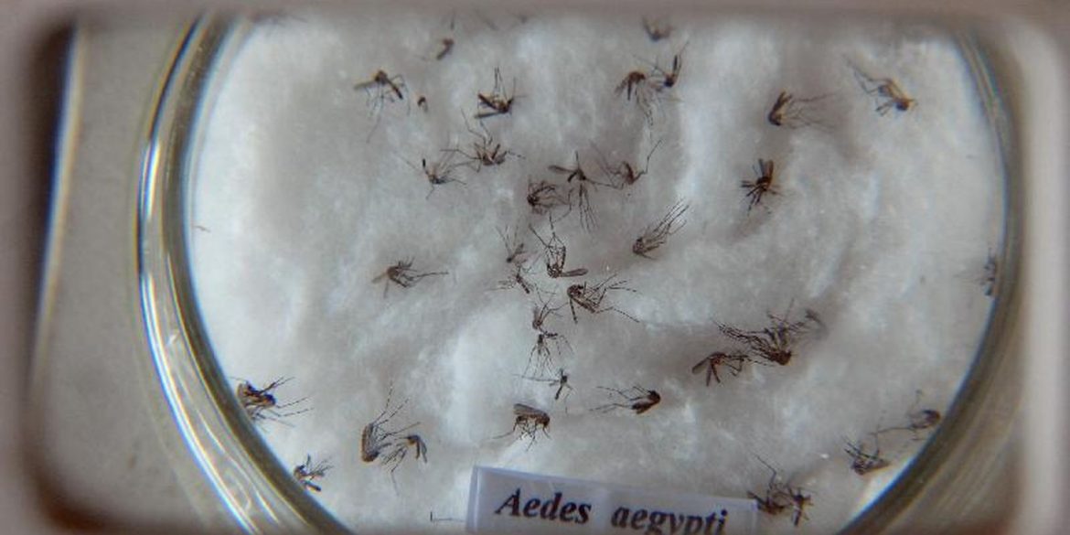 pesquisa-do-butantan-padroniza-nomenclatura-de-virus-da-dengue pesquisa-do-butantan-padroniza-nomenclatura-de-virus-da-dengue