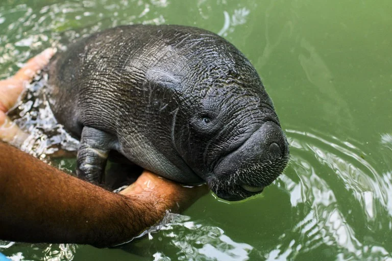 parecer-sobre-foz-do-amazonas-cita-risco-a-peixe-boi,-indigenas-ignorados-e-exige-r$-40-mi parecer-sobre-foz-do-amazonas-cita-risco-a-peixe-boi,-indigenas-ignorados-e-exige-r$-40-mi