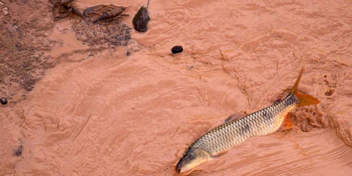 samarco-e-vale-sao-multadas-em-mais-de-r$-1,8-bilhao samarco-e-vale-sao-multadas-em-mais-de-r$-1,8-bilhao