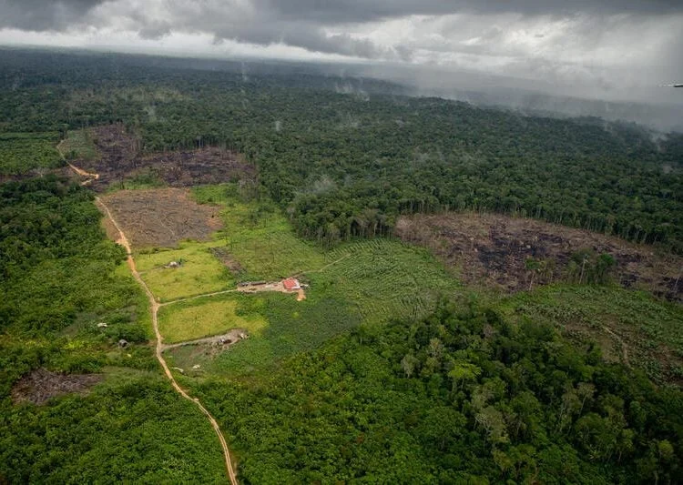 congresso-destina-mais-emendas-para-castrar-pets-do-que-para-ambiente,-inclusive-na-amazonia congresso-destina-mais-emendas-para-castrar-pets-do-que-para-ambiente,-inclusive-na-amazonia