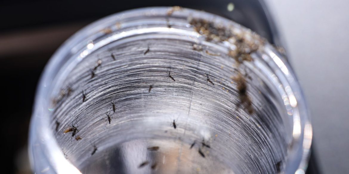 ministerio-da-saude-intensificara-mobilizacao-contra-dengue-no-brasil